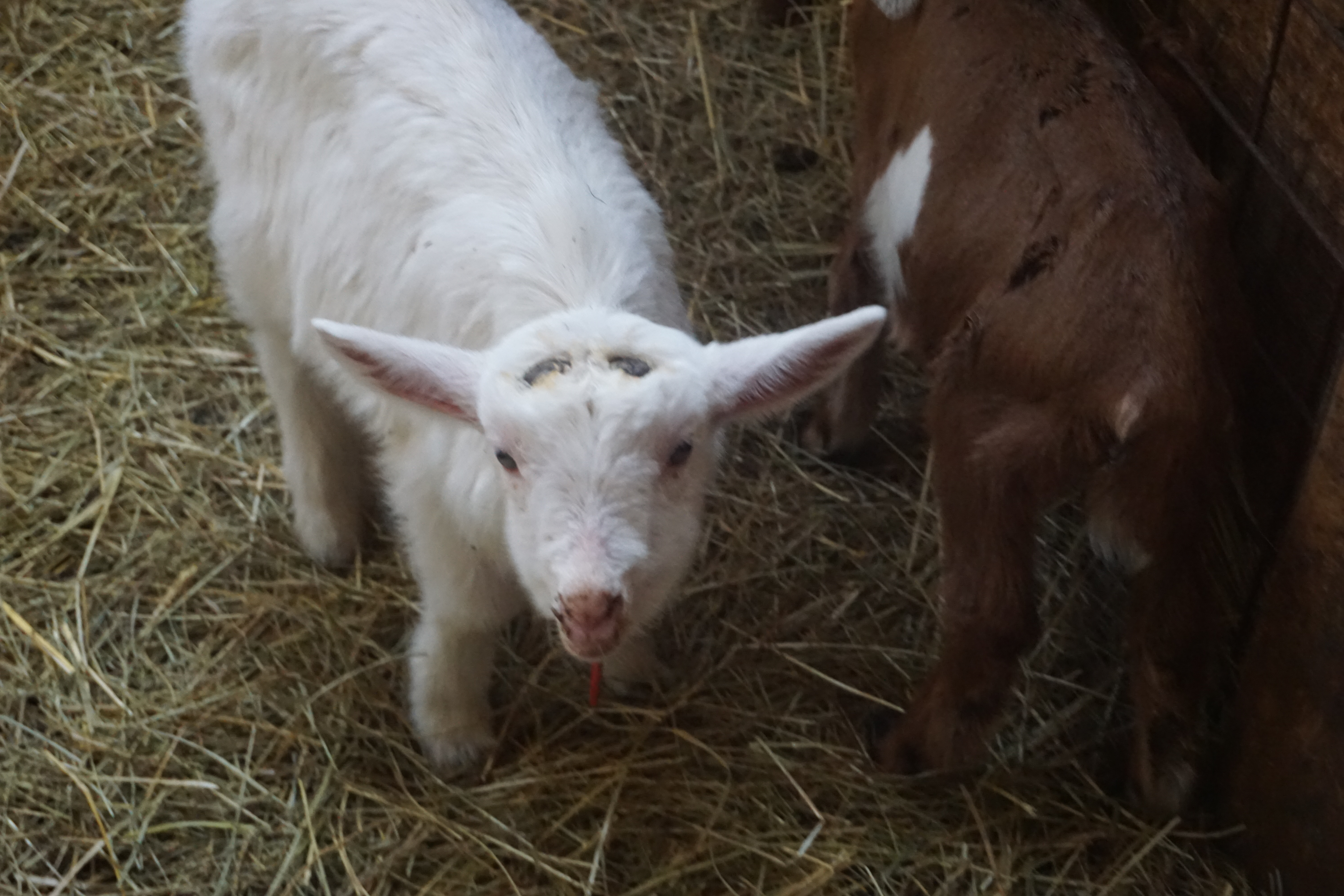 three graces dairy Marshall nc