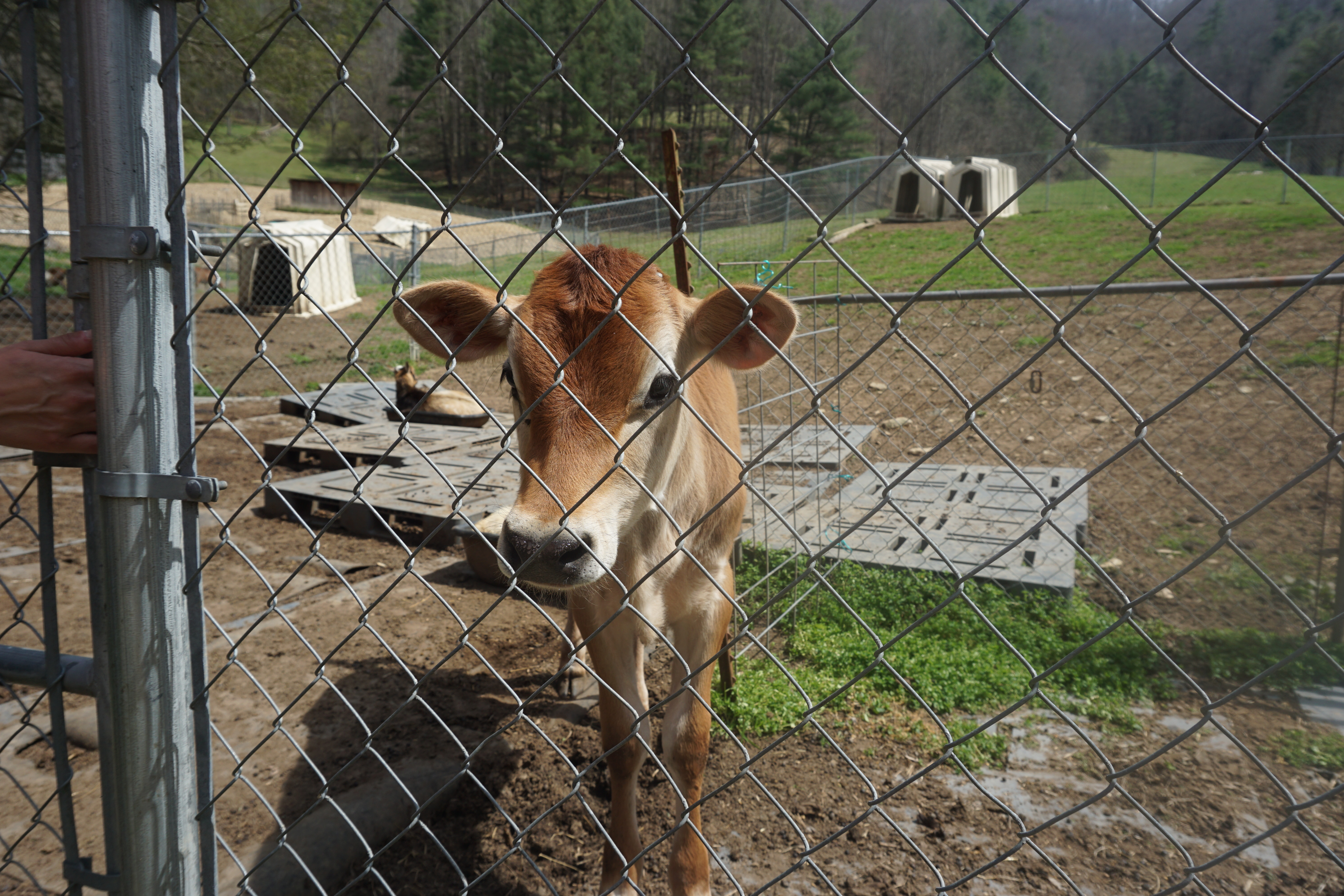 three graces dairy Marshall nc