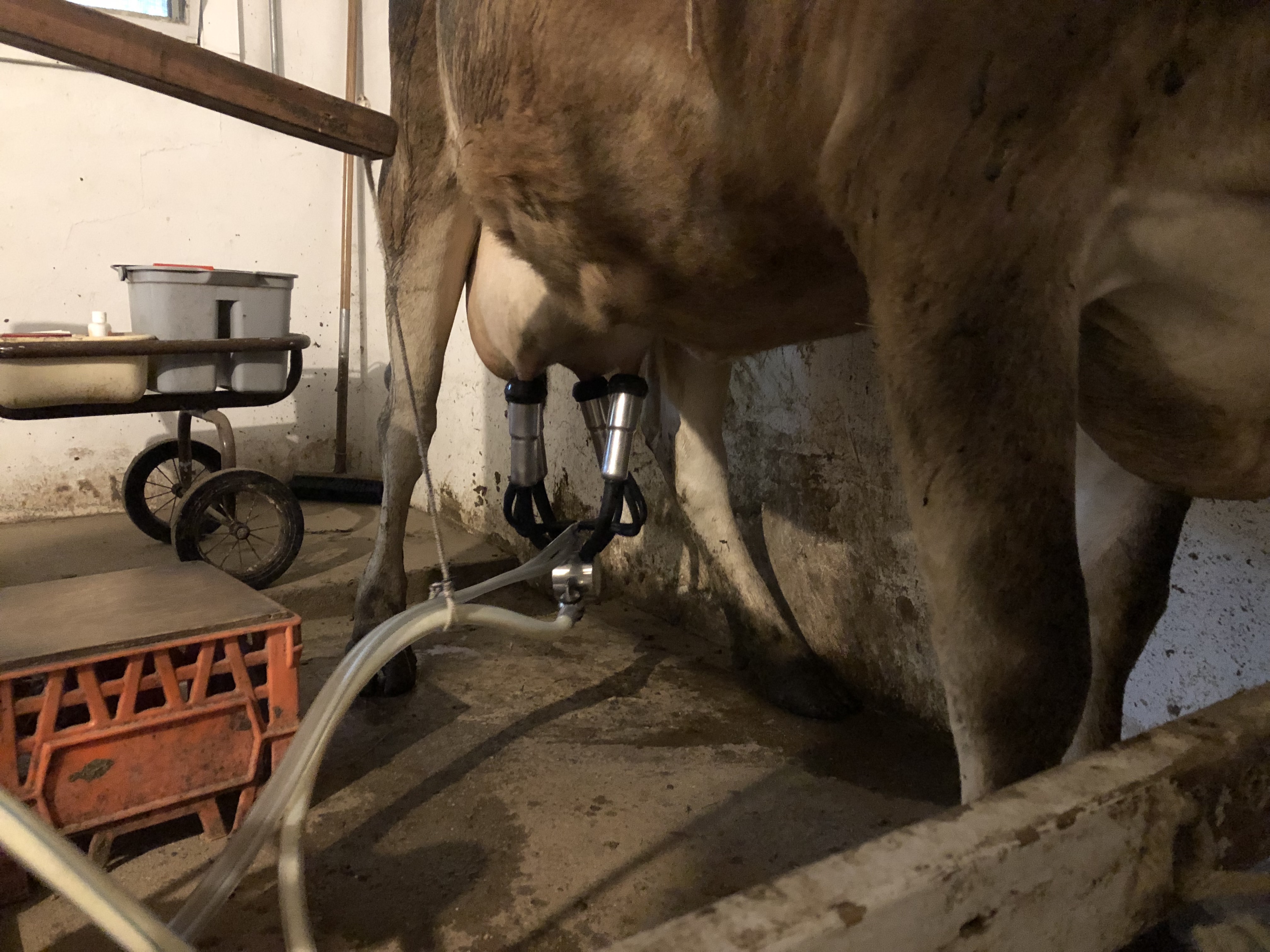 Yellow Branch Cheese asheville nc