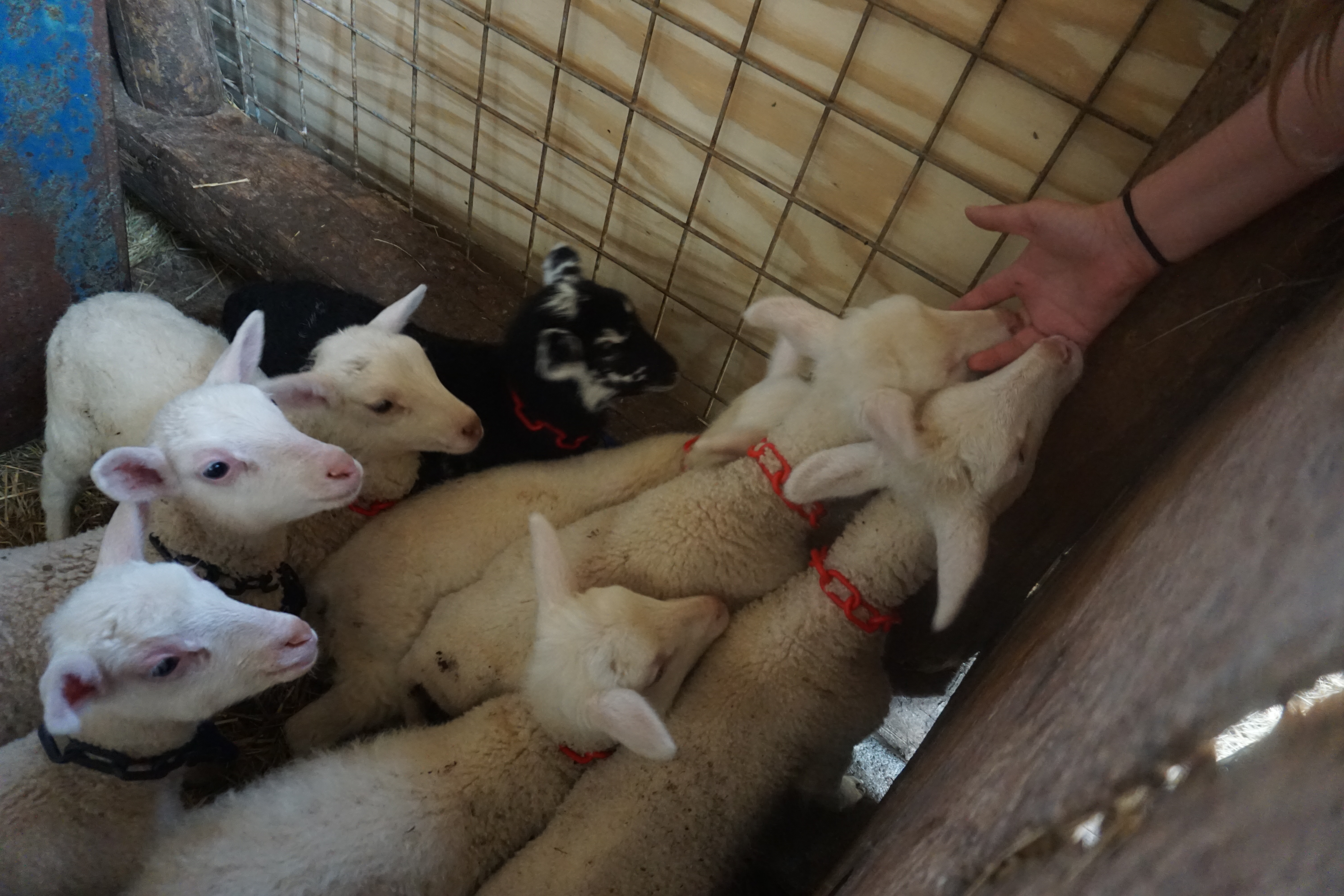 three graces dairy Marshall nc