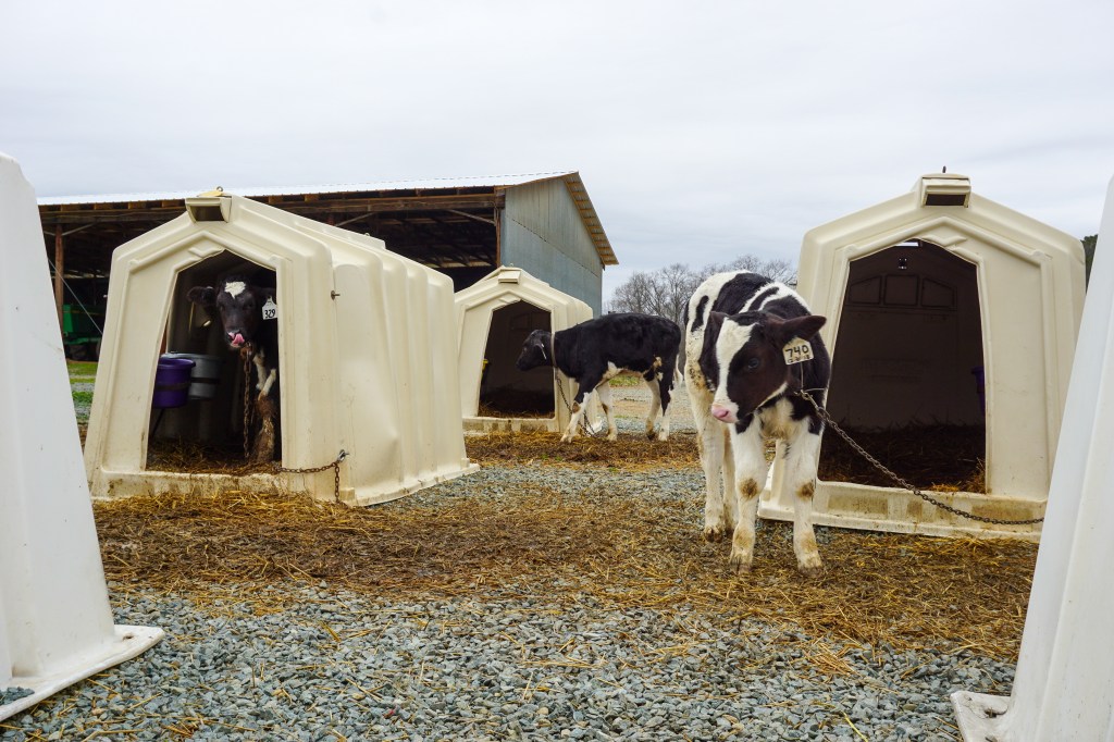 local milk asheville North Carolina 