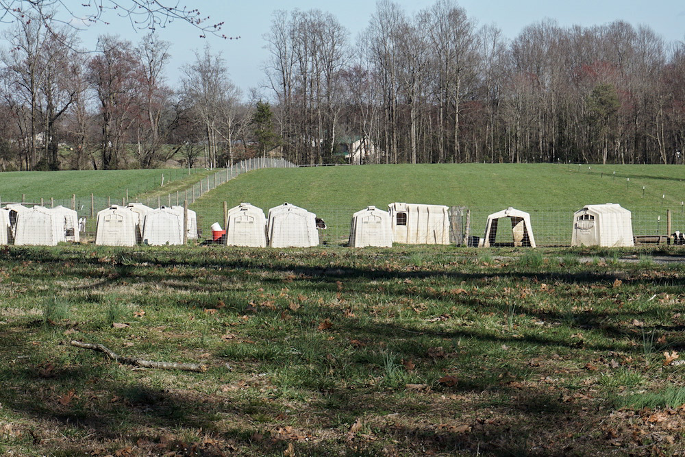 Wholesome Country Creamery reviews