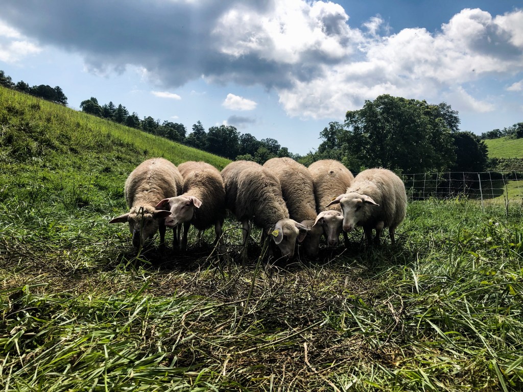 Grass roots farm and dairy