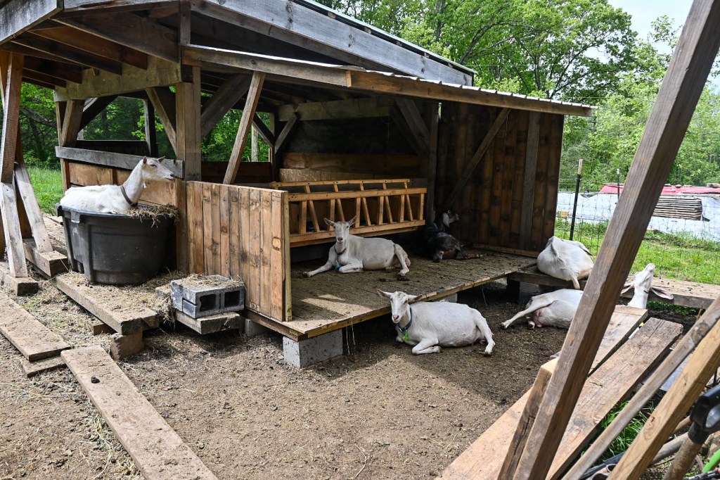 sustainable dairy asheville nc