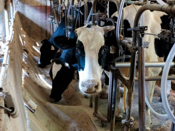 English farmstead cheese cow