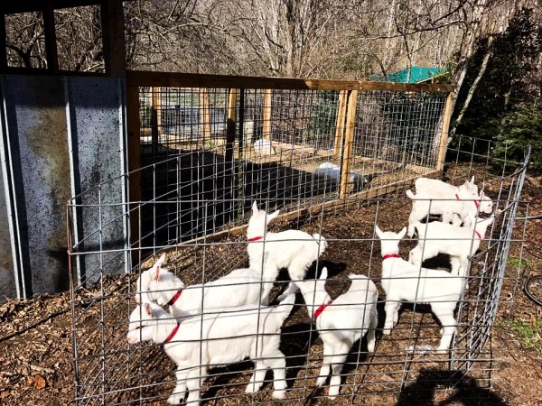 spinning spider creamery asheville nc